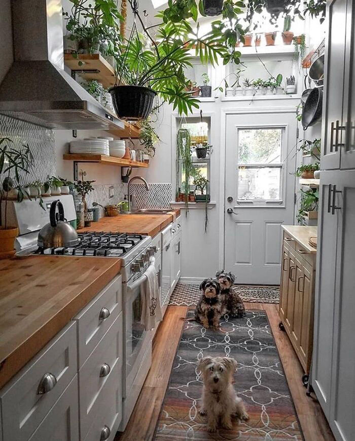 miaje cocina tradicional blanca encimera de madera maciza plantas verdes tres perros
